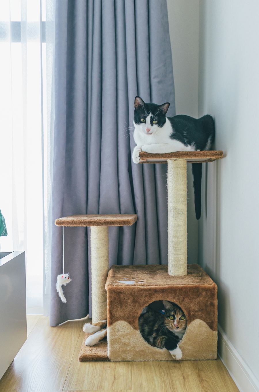 Cat resting on a corner-mounted freestanding cat tree