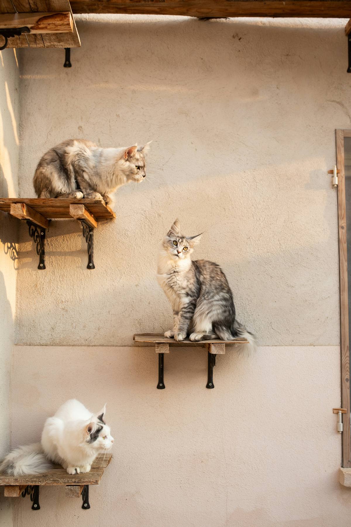 Three cats using a set of staggered wall-mounted wooden shelves as vertical territory