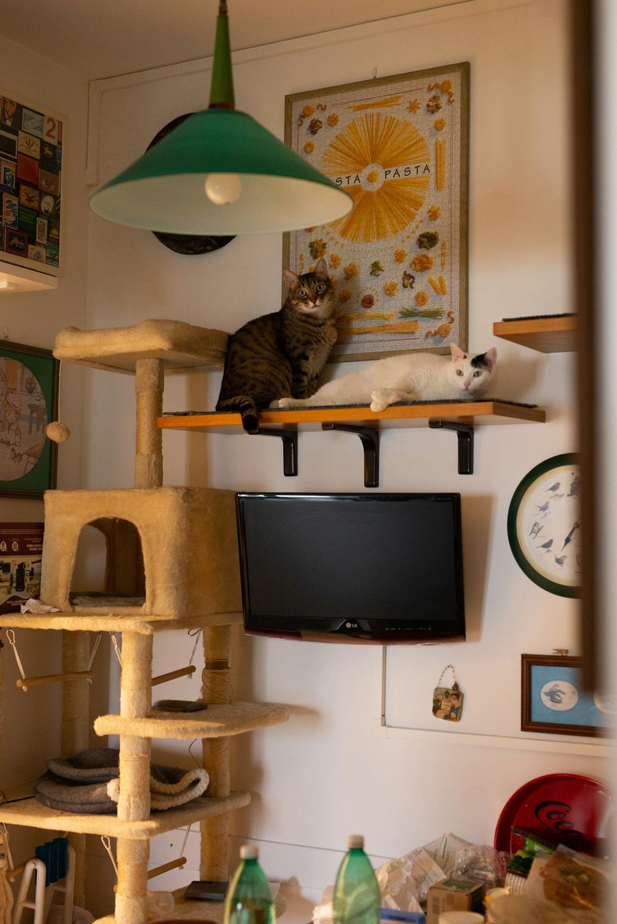 Two cats resting on a wall-mounted shelf above a TV in a small living room